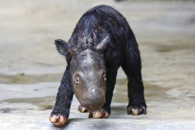 Critically Endangered Sumatran Rhino Born On Indonesian Island