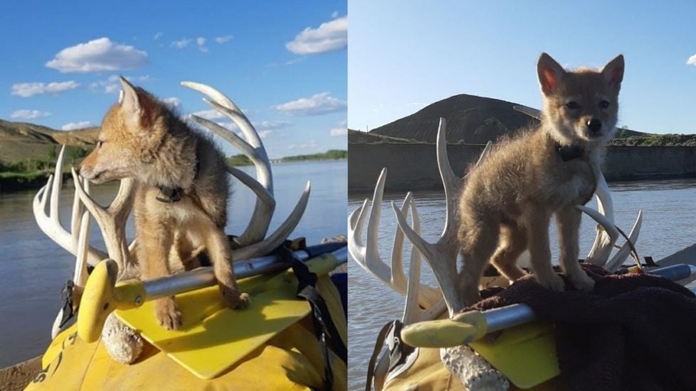 Coyote ‘Doing Well’ After Rafter Saves Pup From Drowning In River With Cpr